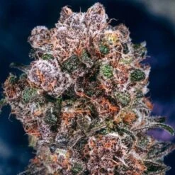 Blueberry - Feminised - Dutch Passion