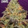 Blue Kush Berry - Chong's Choice - Feminised - Paradise Seeds -Uitgelichte Plantenzaadwinkel bluekushberry 1