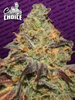 Blue Kush Berry - Chong's Choice - Feminised - Paradise Seeds
