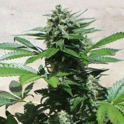 Indica Collection Pack - Feminised - Positronics -Uitgelichte Plantenzaadwinkel bluerhino 2