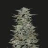 Boy Scout Cookies - 5PACK - Feminised - Kalashnikov Seeds -Uitgelichte Plantenzaadwinkel boy scout cookies kalashnikov seeds