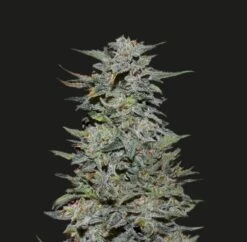 Boy Scout Cookies - 5PACK - Feminised - Kalashnikov Seeds