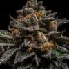 Brain Cake - 5PACK - Feminized - Ripper Seeds - Feminised - Ripper Seeds 1 Brain Cake - 5PACK - Feminized - Ripper Seeds - Feminised - Ripper Seeds -Uitgelichte Plantenzaadwinkel braincake