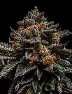 Brain Cake - 5PACK - Feminized - Ripper Seeds - Feminised - Ripper Seeds