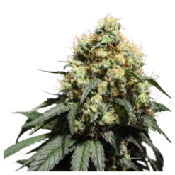 Bruce Lemon Diesel - 5-pack - Feminised - Super Sativa Seed Club