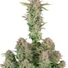 Bruce Banner Auto - 5-pack - Feminised - Fast Buds Seeds -Uitgelichte Plantenzaadwinkel bruce banner