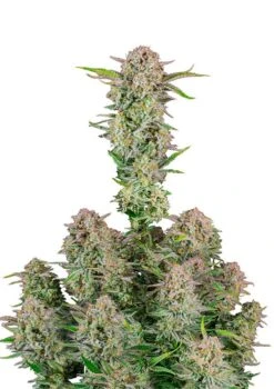 Bruce Banner Auto - 5-pack - Feminised - Fast Buds Seeds