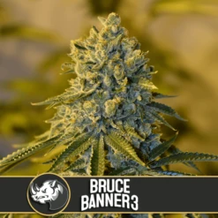Bruce Banner #3 - 6-pack - Feminised - Blimburn 7 Bruce Banner #3 - 6-pack - Feminised - Blimburn -Uitgelichte Plantenzaadwinkel brucebannermarijuanaseeds 1024x1024 2x 1 1