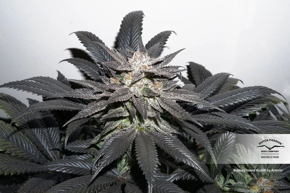 Bubba Island Kush - Feminised - Dutch Passion 4 Bubba Island Kush - Feminised - Dutch Passion - Afbeelding 2
