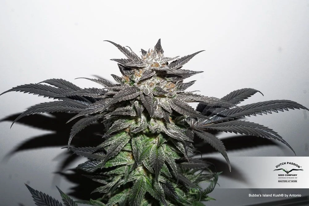 Bubba Island Kush - Feminised - Dutch Passion 5 Bubba Island Kush - Feminised - Dutch Passion - Afbeelding 3