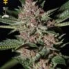 Bubba Kush - Feminised - Green House -Uitgelichte Plantenzaadwinkel bubba kush greenhouse seeds asc 1