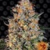Bubba Kush - 5-pack - Feminised - Barney's Farm -Uitgelichte Plantenzaadwinkel bubba kush circle new 21 666967