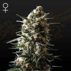 Bubbaslush - 5-pack - Feminised - Green House