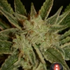 Bubble Gum - 6PACK - Feminised - Serious Seeds -Uitgelichte Plantenzaadwinkel bubble gum detail choice 3 pic 2