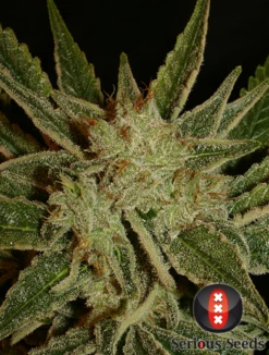 Bubble Gum - 6PACK - Feminised - Serious Seeds