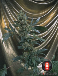 Bubble Gum - 6PACK - Feminised - Serious Seeds -Uitgelichte Plantenzaadwinkel bubble gum whole plant choice 2 pic 2