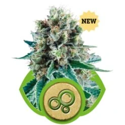 Bubble Kush Automatic - Feminised - Royal Queen Seeds