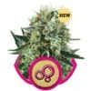 Bubble Kush - Feminised - Royal Queen Seeds 2 Bubble Kush - Feminised - Royal Queen Seeds -Uitgelichte Plantenzaadwinkel bubble kush feminized