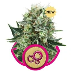 Bubble Kush - Feminised - Royal Queen Seeds