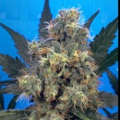 Bubble Gum - Regular - Serious Seeds -Uitgelichte Plantenzaadwinkel bubble gum blue a.g