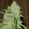 Bubble Gum - Regular - Serious Seeds -Uitgelichte Plantenzaadwinkel bubble gum top 1 3