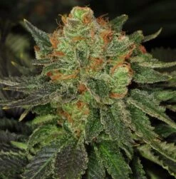 Bubblegum - 5PACK - Feminised - T.H.Seeds 14 Bubblegum - 5PACK - Feminised - T.H.Seeds -Uitgelichte Plantenzaadwinkel bubblegum