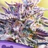 Auto Bubblegum - 5PACK - Feminised - Anesia Seeds -Uitgelichte Plantenzaadwinkel bubblegum auto anesia seeds amsterdam 1