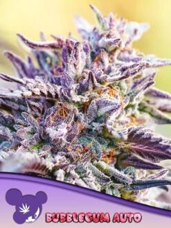 Auto Bubblegum - 5PACK - Feminised - Anesia Seeds