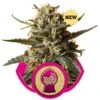 BubbleGum XL - Feminised - Royal Queen Seeds -Uitgelichte Plantenzaadwinkel bubblegum xl