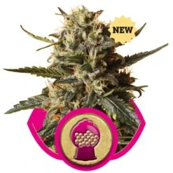 BubbleGum XL - Feminised - Royal Queen Seeds