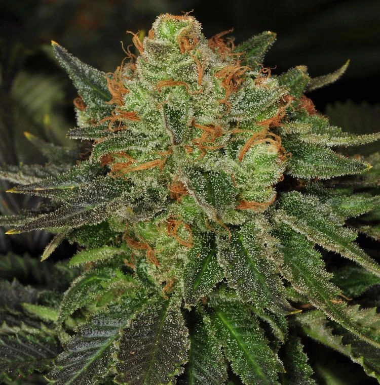 Bubblegum - 5PACK - Feminised - T.H.Seeds 7 Bubblegum - 5PACK - Feminised - T.H.Seeds - Afbeelding 5
