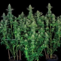 Bubblegum - 5PACK - Feminised - T.H.Seeds 12 Bubblegum - 5PACK - Feminised - T.H.Seeds -Uitgelichte Plantenzaadwinkel bubblegum2