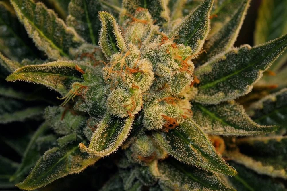 Bubblegum - 5PACK - Feminised - T.H.Seeds 6 Bubblegum - 5PACK - Feminised - T.H.Seeds - Afbeelding 4