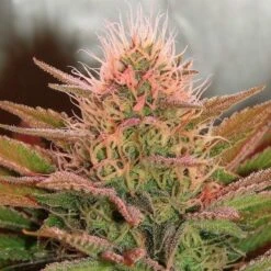 Bubblelicious - 5PACK - Feminised - Nirvana Seeds