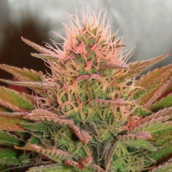 Bubblelicious - 5PACK - Feminised - Nirvana Seeds 3 Bubblelicious - 5PACK - Feminised - Nirvana Seeds