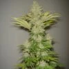Bubblicious - Regular - Resin Seeds -Uitgelichte Plantenzaadwinkel bubblicious 1