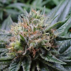 Bubblicious - Regular - Resin Seeds -Uitgelichte Plantenzaadwinkel bubblicious2 1