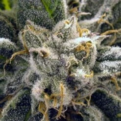 God Bud - 6-pack - Feminised - BC Bud Depot