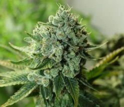 Buford OG - 12PACK - Regular - Rare Dankness