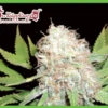 Bulk Smash Autoflowering - 5PACK - Feminised - Dr. Krippling -Uitgelichte Plantenzaadwinkel bulksmashauto