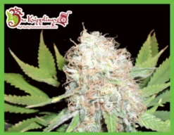 Bulk Smash Autoflowering - 5PACK - Feminised - Dr. Krippling