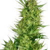 Buttercream Gelato - Feminised - Sensi Seeds -Uitgelichte Plantenzaadwinkel buttercream gelato feminized xl 1 2