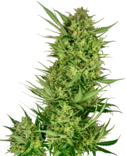 Buttercream Gelato - Feminised - Sensi Seeds