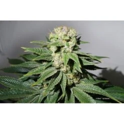 C-Vibez - Feminised - Dutch Passion