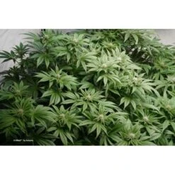 Uitgelichte Plantenzaadwinkel -Uitgelichte Plantenzaadwinkel c vibez 2