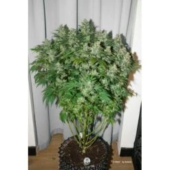 C-Vibez - Feminised - Dutch Passion -Uitgelichte Plantenzaadwinkel c vibez 3