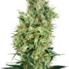 Cali Orange Bud - 10-pack - Regular - White Label -Uitgelichte Plantenzaadwinkel cali orange bud xl 1