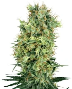 Cali Orange Bud - 10-pack - Regular - White Label