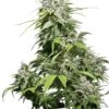 California Indica - Feminised - Sensi Seeds -Uitgelichte Plantenzaadwinkel california indica feminized