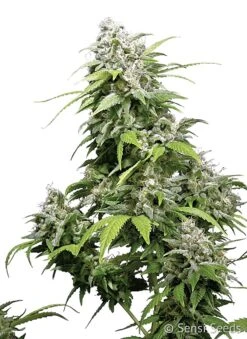 California Indica - Feminised - Sensi Seeds